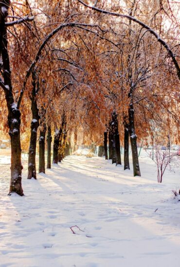 Inverno: Reni e Jing